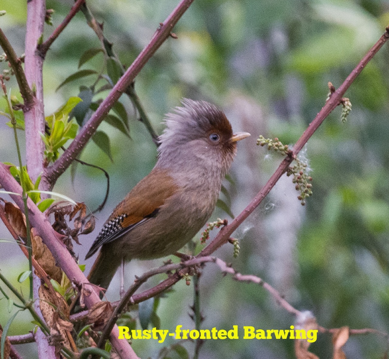 Homestay, photography, birding workshop held: 105 bird specifies sighted on 3 days