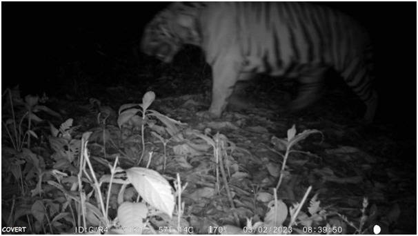 Second Tiger caught on camera in Namdapha National Park & Tiger Reserve