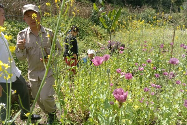 Crackdown on Illegal Poppy Cultivation Under Operation Dawn 2.0 by Dibang Valley Police, Administration